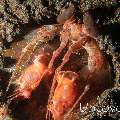 Red mantis shrimp (Lysiosquillina lisa), photo taken in Indonesia, Bali, Tulamben, Melasti