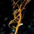 Golden-lined skeleton shrimp (Protella sp.), photo taken in Indonesia, Bali, Tulamben, Melasti