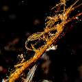 Golden-lined skeleton shrimp (Protella sp.)