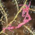 Australian skeleton shrimp (Orthoprotella australis), photo taken in Indonesia, Bali, Tulamben, Melasti