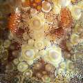 Nudibranch (Carminodoris estrelyado), photo taken in Indonesia, Bali, Tulamben, Wreck Slope