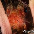 Shortfin Lionfish (Dendrochirus brachypterus)