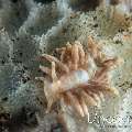 Nudibranch (Phestilla Sp.), photo taken in Indonesia, Bali, Tulamben, Wreck Slope