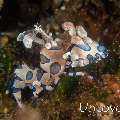 Harlequin shrimp (Hymenocera picta), photo taken in Indonesia, Bali, Tulamben, Wreck Slope