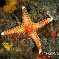 Starfish (Neoferdina Sp), photo taken in Indonesia, Bali, Tulamben, Drop Off