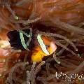 Yellowtail clown fish (Amphiprion clarkii), photo taken in Indonesia, Bali, Tulamben, Drop Off