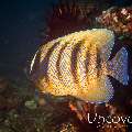 Sixbar Angelfish (Pomacanthus sexstriatus)