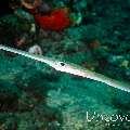 Bluespotted Cornetfish (Fistularia commersonii), photo taken in Indonesia, Bali, Tulamben, Drop Off