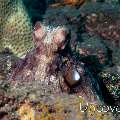 Day Octopus (Octopus cyanea), photo taken in Indonesia, Bali, Tulamben, Drop Off