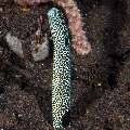 Spotted Garden Eel (Heteroconger hassi)