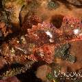 Tassled Scorpionfish (Scorpaenopsis oxycephala), photo taken in Indonesia, Bali, Tulamben, Batu Lumbang