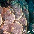 Coral, photo taken in Indonesia, Bali, Tulamben, Batu Lumbang