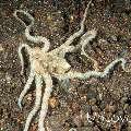 Long Arm Octopus (Abdopus sp.), photo taken in Indonesia, Bali, Tulamben, Liberty Wreck