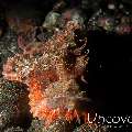 Tassled Scorpionfish (Scorpaenopsis oxycephala), photo taken in Indonesia, Bali, Tulamben, Liberty Wreck