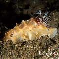 Nudibranch (Halgerda stricklandi), photo taken in Indonesia, Bali, Tulamben, Liberty Wreck