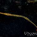 Yellowbanded Pipefish (Dunckerocampus pessuliferus)
