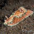 Nudibranch (Glossodoris Glossodoris sp. cf. cincta)