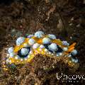 Nudibranch (Phylidia Ocellata)