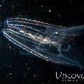 Comb Jellyfish (Ctenophora)