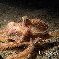 Lilliput longarm octopus (Macrotritopus defilippi), photo taken in Indonesia, Bali, Tulamben, Bulakan Slope