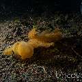 Nudibranch (Melibe viridis), photo taken in Indonesia, Bali, Tulamben, Bulakan Slope