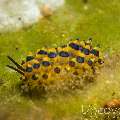 Nudibranch (Stiliger Ornatus)