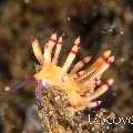 Nudibranch (Flabellina Sp.)