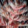 Magnificent tube worm (Protula bispiralis), photo taken in Indonesia, Bali, Tulamben, Seraya Secrets