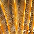 Indian Feather Duster Worm (Sabellastarte spectabilis)