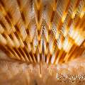 Indian Feather Duster Worm (Sabellastarte spectabilis), photo taken in Indonesia, Bali, Tulamben, Seraya Secrets