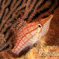 Longnose Hawkfish (Oxycirrhites typus), photo taken in Indonesia, Bali, Tulamben, Seraya Secrets