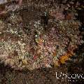 Reef Stonefish (Synanceia verrucosa), photo taken in Indonesia, Bali, Tulamben, Seraya Secrets