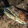 Reef Lizardfish (Synodus variegatus), photo taken in Indonesia, Bali, Tulamben, Batu Ringgit