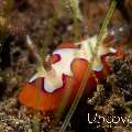 Nudibranch (Gonibranchus fidelis)