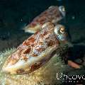 Broadclub cuttlefish (Sepia latimanus), photo taken in Indonesia, Bali, Tulamben, Batu Ringgit