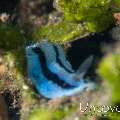 Nudibranch (Phyllidiopsis annae)