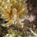 Nudibranch (Baeolidia moebi)