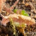 Nudibranch (Elysia Sp.)