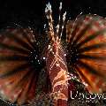 Zebra Lionfish (Dendrochirus zebra)