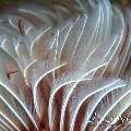 Feather duster worm (Bispira sp.)
