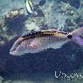 Dot-Dash Goatfish (Parupeneus barberinus), Live sharksucker (Echeneis naucrates)