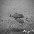 Ribbontail Stingray (Taeniura lymma)