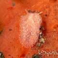 Nudibranch (Noumeaella Sp.), photo taken in Indonesia, Bali, Tulamben, Seraya Secrets