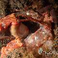Red mantis shrimp (Lysiosquillina lisa)