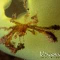 Orang Utan Crab (Achaeus japonicus)