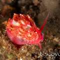 Nudibranch (Tenellia Sp.)