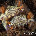 Nudibranch (Hypselodoris nigostriata), photo taken in Indonesia, Bali, Tulamben, Pantai Lahar