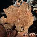Giant Frogfish (Antennarius commerson)
