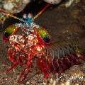 Peacock Mantis Shrimp (Odontodactylus scyllarus), photo taken in Indonesia, Bali, Tulamben, Batu Niti Reef