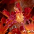 Candy crab (Hoplophrys oatesi), photo taken in Indonesia, Bali, Tulamben, Batu Niti Reef